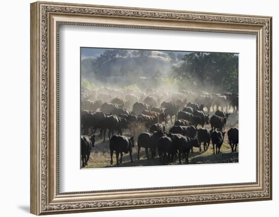 USA, California, Parkfield, V6 Ranch a herd of black and brown cows kicking up dust from the rear-Ellen Clark-Framed Photographic Print