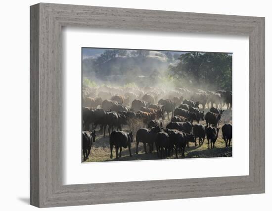 USA, California, Parkfield, V6 Ranch a herd of black and brown cows kicking up dust from the rear-Ellen Clark-Framed Photographic Print