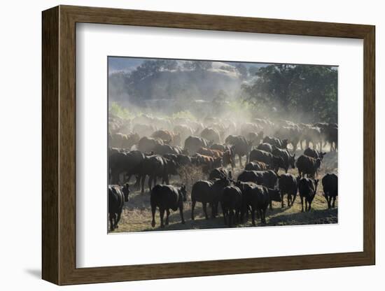 USA, California, Parkfield, V6 Ranch a herd of black and brown cows kicking up dust from the rear-Ellen Clark-Framed Photographic Print