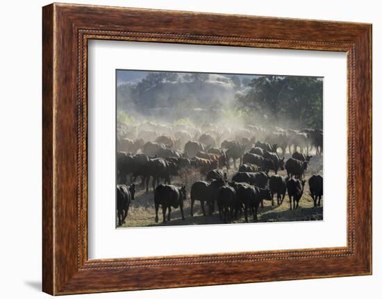 USA, California, Parkfield, V6 Ranch a herd of black and brown cows kicking up dust from the rear-Ellen Clark-Framed Photographic Print