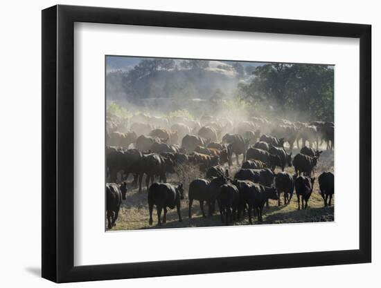 USA, California, Parkfield, V6 Ranch a herd of black and brown cows kicking up dust from the rear-Ellen Clark-Framed Photographic Print