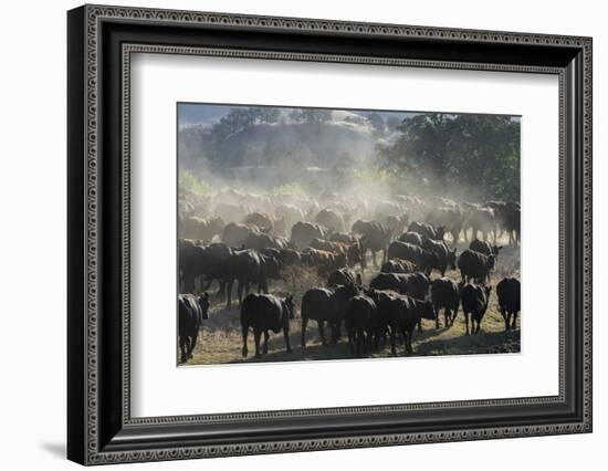 USA, California, Parkfield, V6 Ranch a herd of black and brown cows kicking up dust from the rear-Ellen Clark-Framed Photographic Print