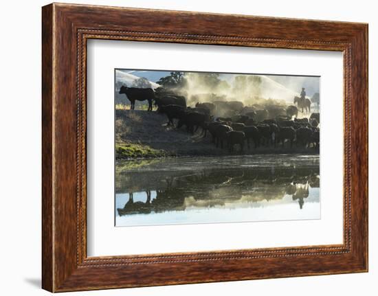 USA, California, Parkfield, V6 Ranch cowgirl with cows, reflected in pond-Ellen Clark-Framed Photographic Print