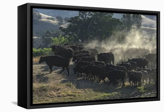 USA, California, Parkfield, V6 Ranch herd of black cows kicking up dust-Ellen Clark-Framed Premier Image Canvas