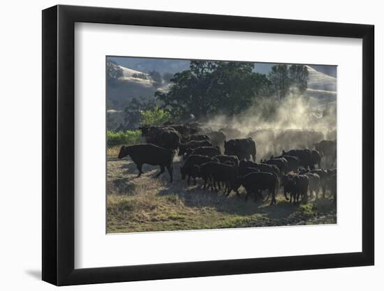 USA, California, Parkfield, V6 Ranch herd of black cows kicking up dust-Ellen Clark-Framed Photographic Print