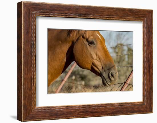 USA, California, Parkfield, V6 Ranch horse head of a brown horse-Ellen Clark-Framed Photographic Print