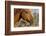 USA, California, Parkfield, V6 Ranch horse head of a brown horse-Ellen Clark-Framed Photographic Print