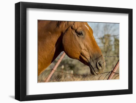 USA, California, Parkfield, V6 Ranch horse head of a brown horse-Ellen Clark-Framed Photographic Print