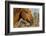 USA, California, Parkfield, V6 Ranch horse head of a brown horse-Ellen Clark-Framed Photographic Print