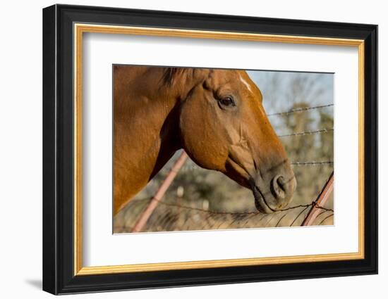 USA, California, Parkfield, V6 Ranch horse head of a brown horse-Ellen Clark-Framed Photographic Print