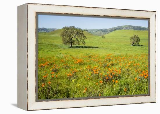 USA, California, Pinnacle National Park, California Poppies-Alison Jones-Framed Premier Image Canvas