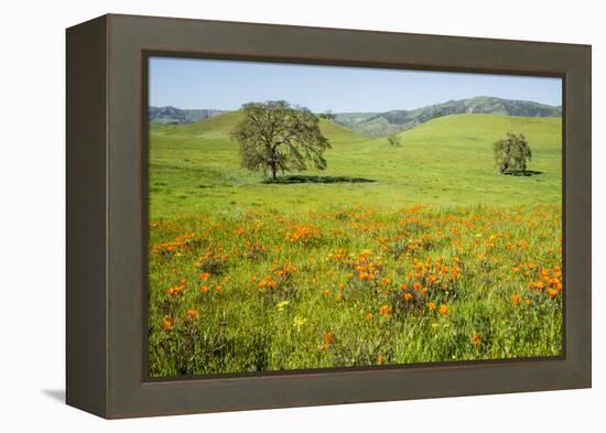 USA, California, Pinnacle National Park, California Poppies-Alison Jones-Framed Premier Image Canvas