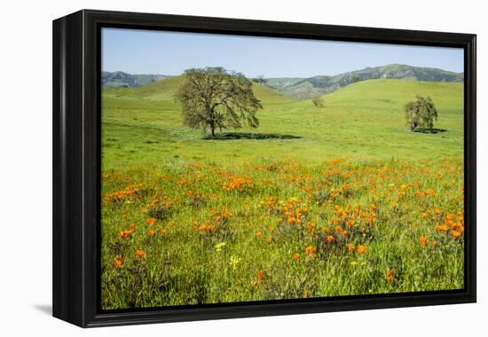 USA, California, Pinnacle National Park, California Poppies-Alison Jones-Framed Premier Image Canvas