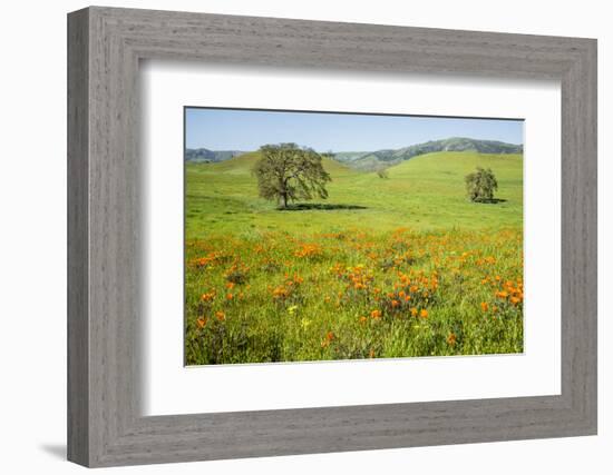 USA, California, Pinnacle National Park, California Poppies-Alison Jones-Framed Photographic Print