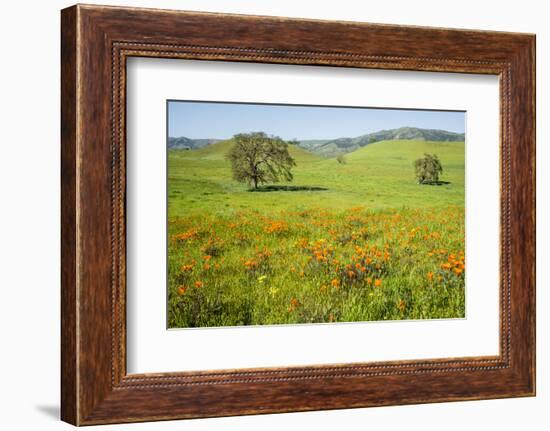 USA, California, Pinnacle National Park, California Poppies-Alison Jones-Framed Photographic Print