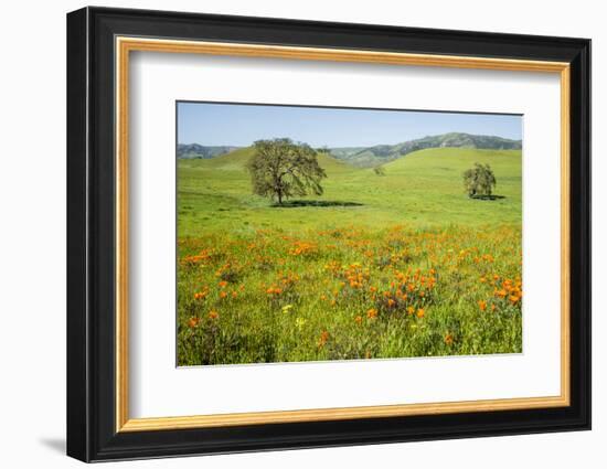 USA, California, Pinnacle National Park, California Poppies-Alison Jones-Framed Photographic Print