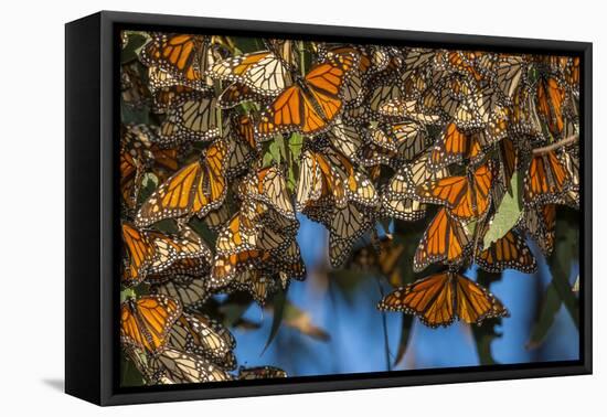 USA, California, Pismo Beach. Monarch Butterflies Cling to Leaves-Jaynes Gallery-Framed Premier Image Canvas