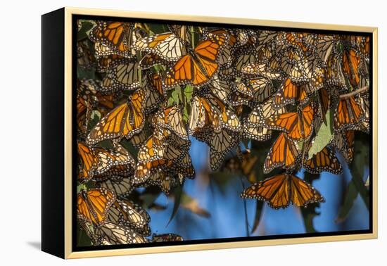 USA, California, Pismo Beach. Monarch Butterflies Cling to Leaves-Jaynes Gallery-Framed Premier Image Canvas