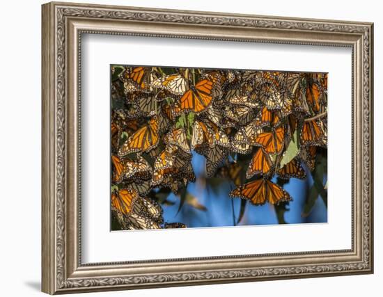 USA, California, Pismo Beach. Monarch Butterflies Cling to Leaves-Jaynes Gallery-Framed Photographic Print