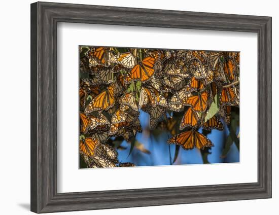 USA, California, Pismo Beach. Monarch Butterflies Cling to Leaves-Jaynes Gallery-Framed Photographic Print
