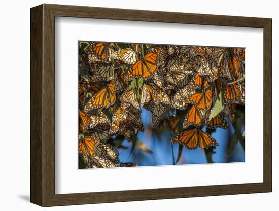 USA, California, Pismo Beach. Monarch Butterflies Cling to Leaves-Jaynes Gallery-Framed Photographic Print