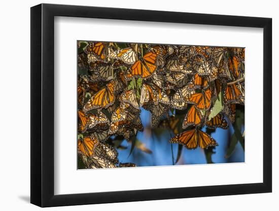 USA, California, Pismo Beach. Monarch Butterflies Cling to Leaves-Jaynes Gallery-Framed Photographic Print