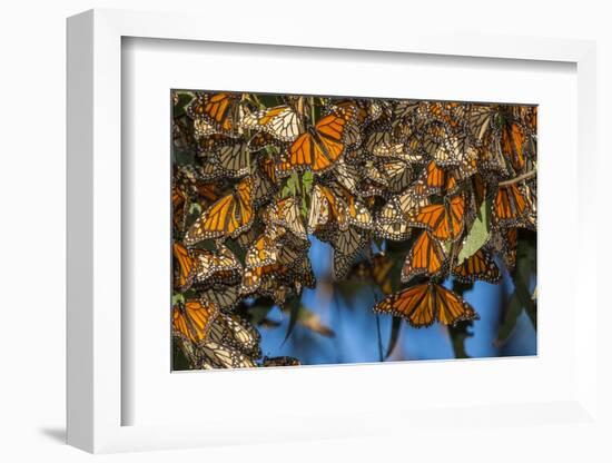 USA, California, Pismo Beach. Monarch Butterflies Cling to Leaves-Jaynes Gallery-Framed Photographic Print