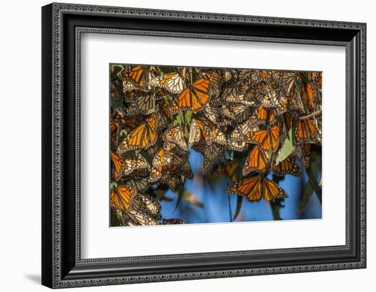 USA, California, Pismo Beach. Monarch Butterflies Cling to Leaves-Jaynes Gallery-Framed Photographic Print