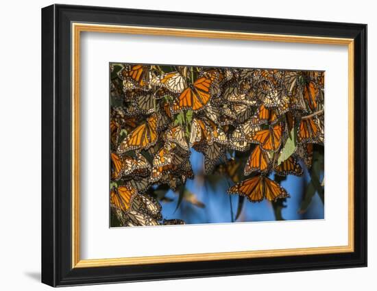 USA, California, Pismo Beach. Monarch Butterflies Cling to Leaves-Jaynes Gallery-Framed Photographic Print