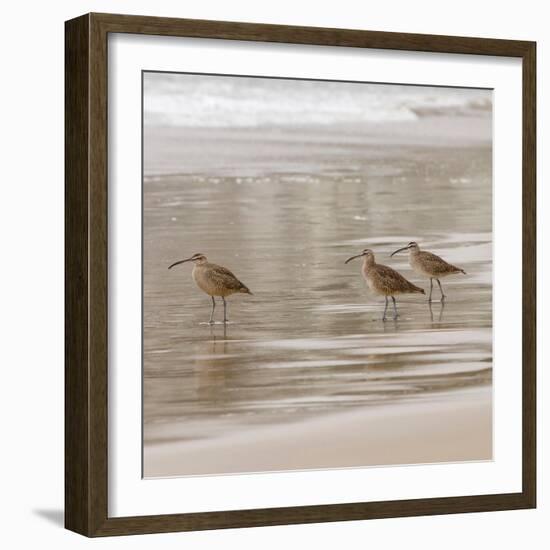 USA, California, Pismo Beach. Whimbrels parading in early morning fog during low tide.-Trish Drury-Framed Photographic Print