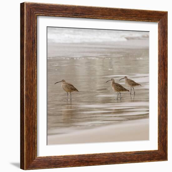 USA, California, Pismo Beach. Whimbrels parading in early morning fog during low tide.-Trish Drury-Framed Photographic Print