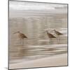 USA, California, Pismo Beach. Whimbrels parading in early morning fog during low tide.-Trish Drury-Mounted Photographic Print