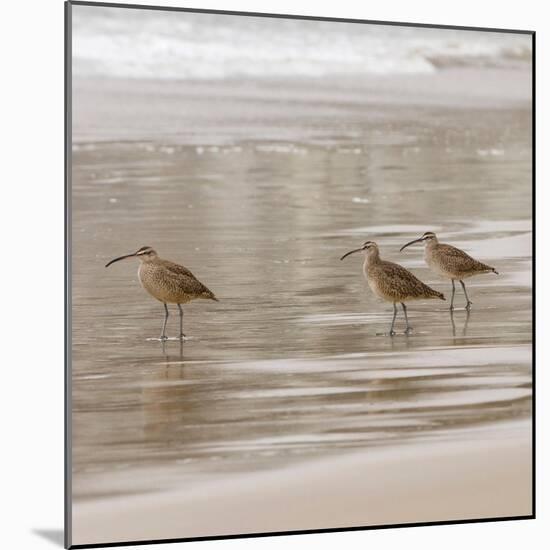 USA, California, Pismo Beach. Whimbrels parading in early morning fog during low tide.-Trish Drury-Mounted Photographic Print