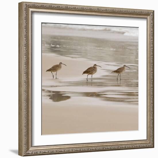 USA, California, Pismo Beach. Whimbrels parading in early morning fog during low tide.-Trish Drury-Framed Photographic Print