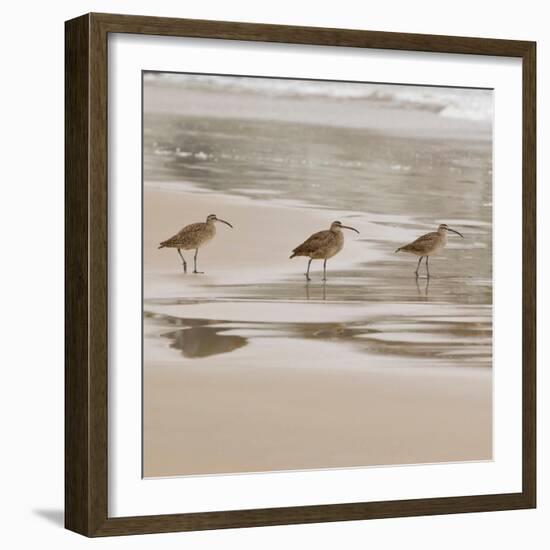 USA, California, Pismo Beach. Whimbrels parading in early morning fog during low tide.-Trish Drury-Framed Photographic Print