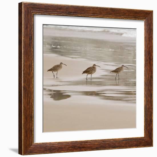 USA, California, Pismo Beach. Whimbrels parading in early morning fog during low tide.-Trish Drury-Framed Photographic Print