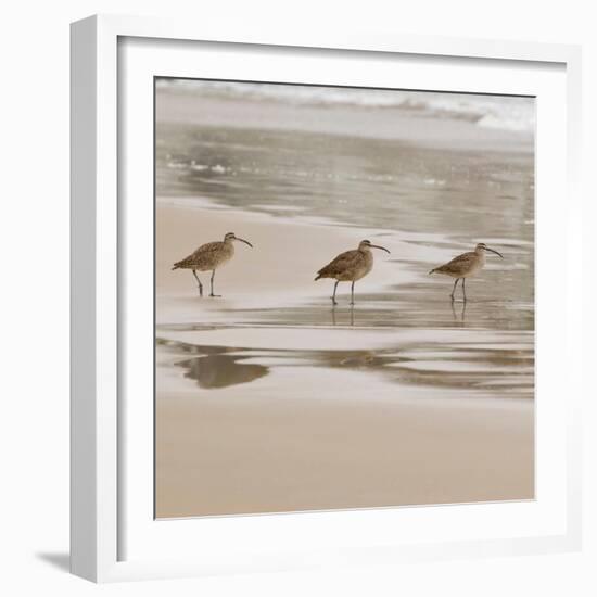 USA, California, Pismo Beach. Whimbrels parading in early morning fog during low tide.-Trish Drury-Framed Photographic Print