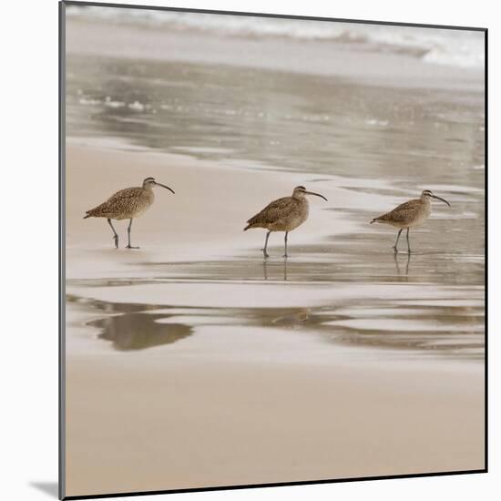 USA, California, Pismo Beach. Whimbrels parading in early morning fog during low tide.-Trish Drury-Mounted Photographic Print
