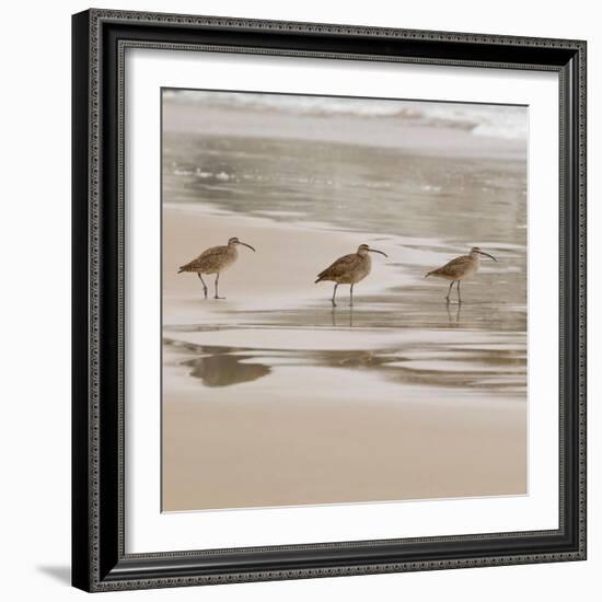 USA, California, Pismo Beach. Whimbrels parading in early morning fog during low tide.-Trish Drury-Framed Photographic Print