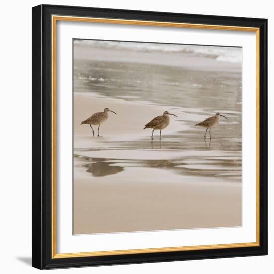 USA, California, Pismo Beach. Whimbrels parading in early morning fog during low tide.-Trish Drury-Framed Photographic Print