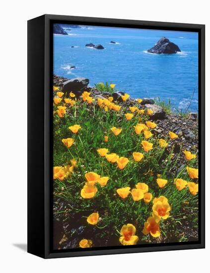 USA, California, Poppies Along the Pacific Coast-Jaynes Gallery-Framed Premier Image Canvas