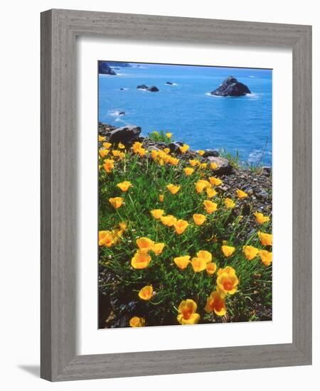 USA, California, Poppies Along the Pacific Coast-Jaynes Gallery-Framed Photographic Print