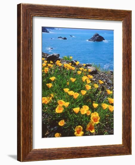 USA, California, Poppies Along the Pacific Coast-Jaynes Gallery-Framed Photographic Print