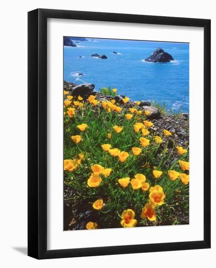 USA, California, Poppies Along the Pacific Coast-Jaynes Gallery-Framed Photographic Print