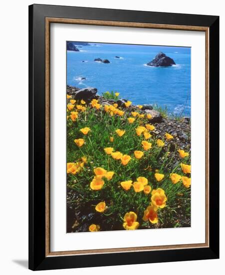 USA, California, Poppies Along the Pacific Coast-Jaynes Gallery-Framed Photographic Print