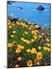 USA, California, Poppies Along the Pacific Coast-Jaynes Gallery-Mounted Photographic Print