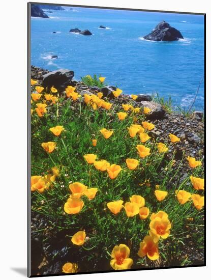 USA, California, Poppies Along the Pacific Coast-Jaynes Gallery-Mounted Photographic Print