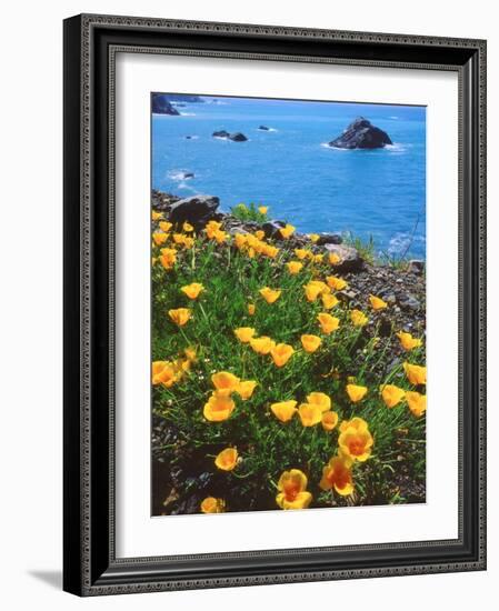 USA, California, Poppies Along the Pacific Coast-Jaynes Gallery-Framed Photographic Print