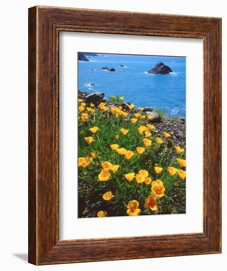 USA, California, Poppies Along the Pacific Coast-Jaynes Gallery-Framed Photographic Print