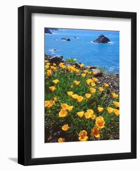 USA, California, Poppies Along the Pacific Coast-Jaynes Gallery-Framed Photographic Print